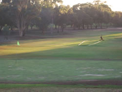 Balaklava Golf Club – South Australia, SA - Balaklava Golf Course – SA, Australia