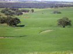 Wirrabara Golf Club Incorporated – Wirrabara Golf – Club, Course – Wirrabara Accommodation - South Australia